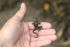 Atelopus longirostris