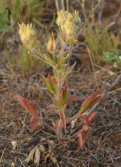 Potentilla astracanica