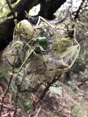 Cryptoptila australana