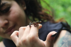 Atelopus longirostris