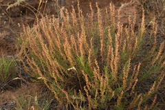 Veronica capsellicarpa