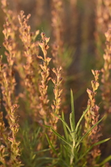 Veronica capsellicarpa