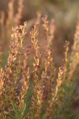 Veronica capsellicarpa