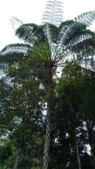 Cyatheaceae