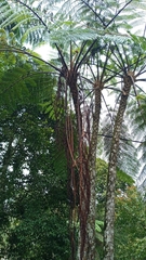 Cyatheaceae