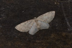Poecilasthena scoliota