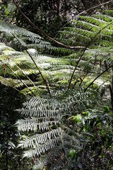 Cyathea australis
