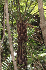 Cyathea australis