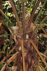 Cyathea australis