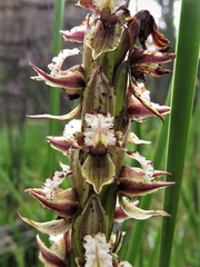 Prasophyllum australe