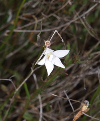 Wahlenbergia akaroa
