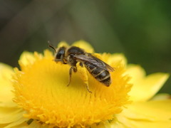 Trichocolletes