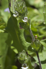 Euphrasia hirtella
