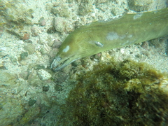 Gymnothorax castaneus