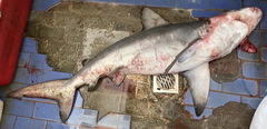 Carcharhinus altimus