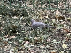 Streptopelia chinensis