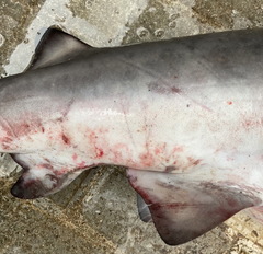 Carcharhinus altimus