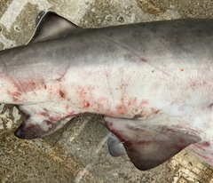 Carcharhinus altimus
