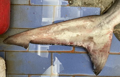 Carcharhinus altimus