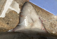 Carcharhinus altimus