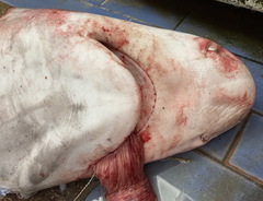 Carcharhinus altimus