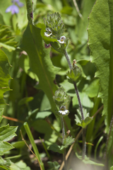 Euphrasia hirtella