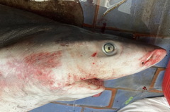 Carcharhinus altimus