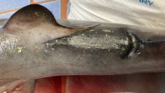 Carcharhinus altimus