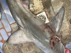 Carcharhinus altimus