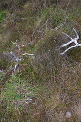 Wahlenbergia akaroa