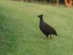 Megapodius reinwardt