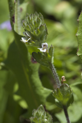 Euphrasia hirtella