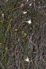 Wahlenbergia akaroa