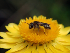 Trichocolletes