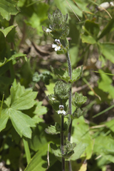 Euphrasia hirtella