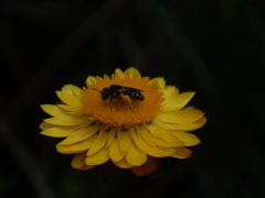 Trichocolletes