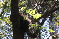 Davallia solida pyxidata