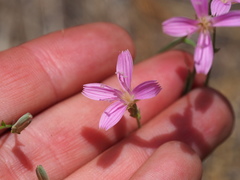 Stephanomeria tenuifolia