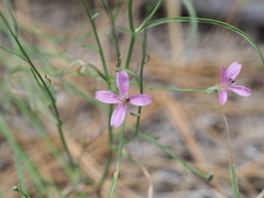 Stephanomeria tenuifolia