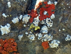 Rhizoplaca glaucophana