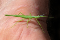 Parapodacanthus ailaketoae