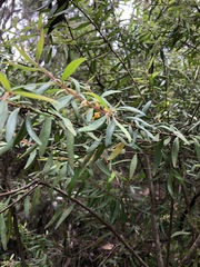 Persoonia mollis