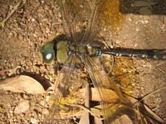 Anax gibbosulus