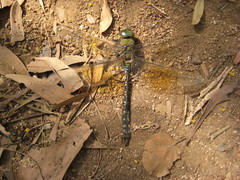 Anax gibbosulus