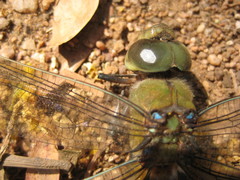 Anax gibbosulus