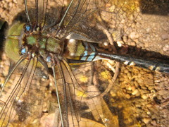 Anax gibbosulus