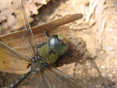 Anax gibbosulus