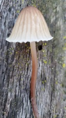 Mycena