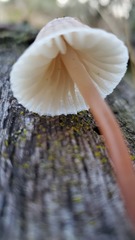 Mycena