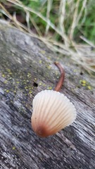 Mycena